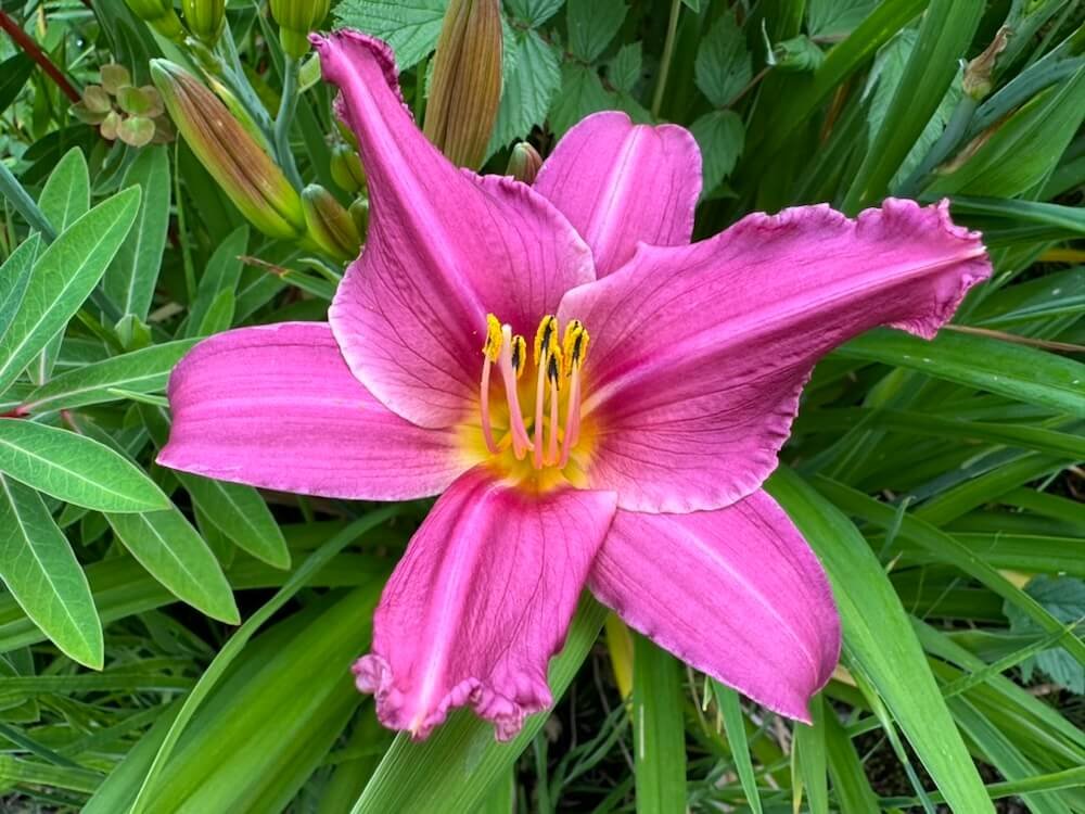 Hemerocallis 'Summer Wine'