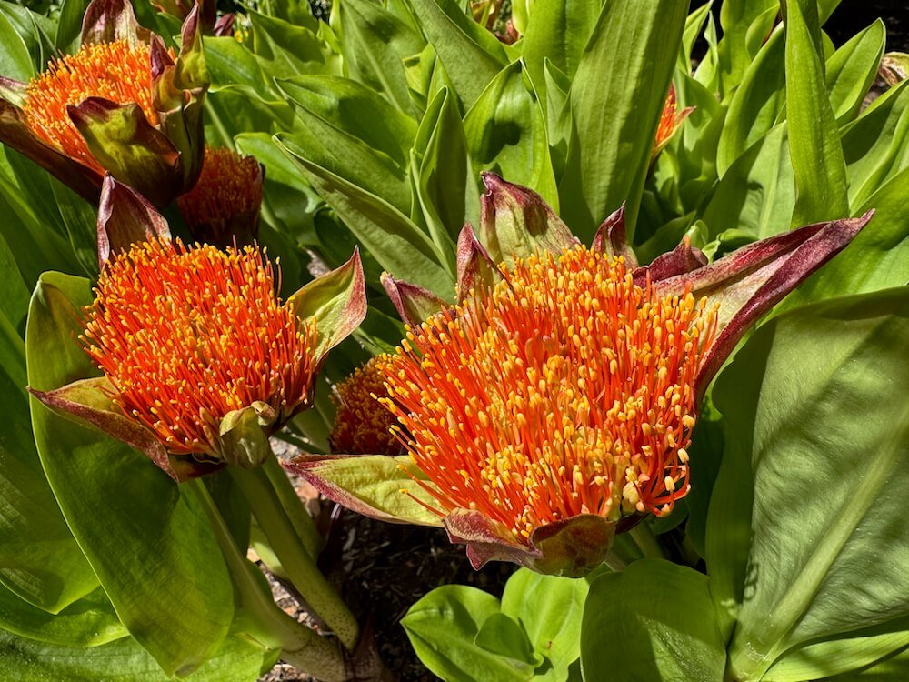 Scadoxus puniceus