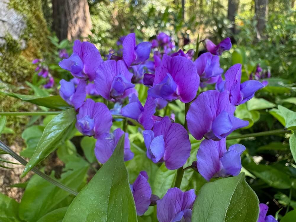 Lathyrus vernus