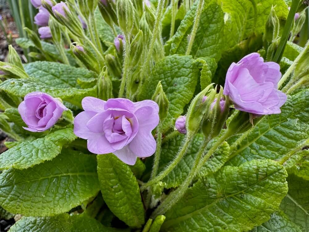 Primula vulgaris 'Lilacina Plena'