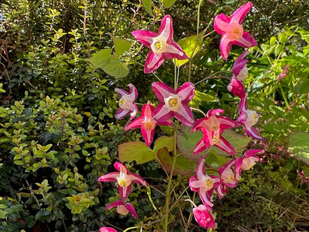Epimedium x versicolor