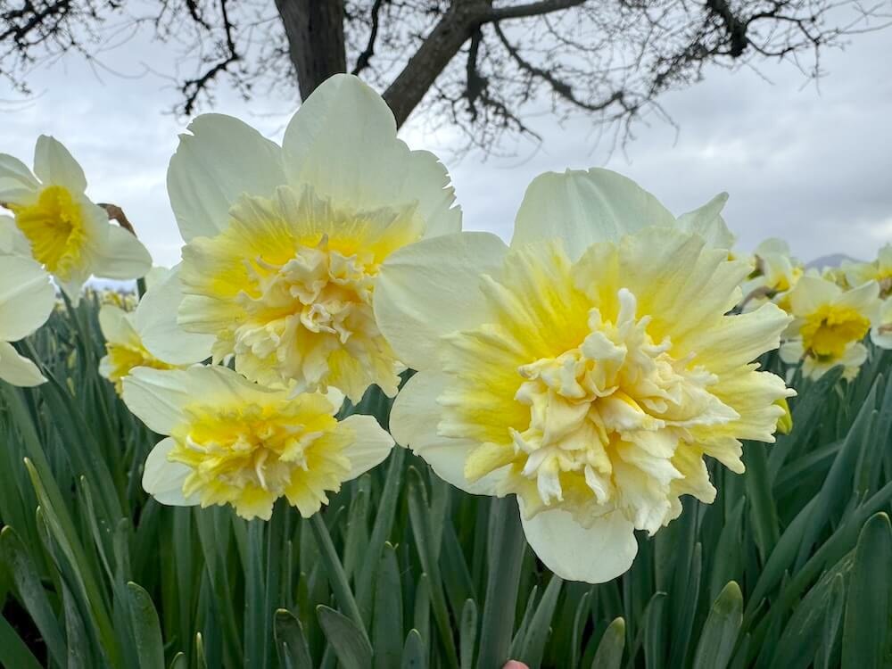 Narcissus 'Ice King'
