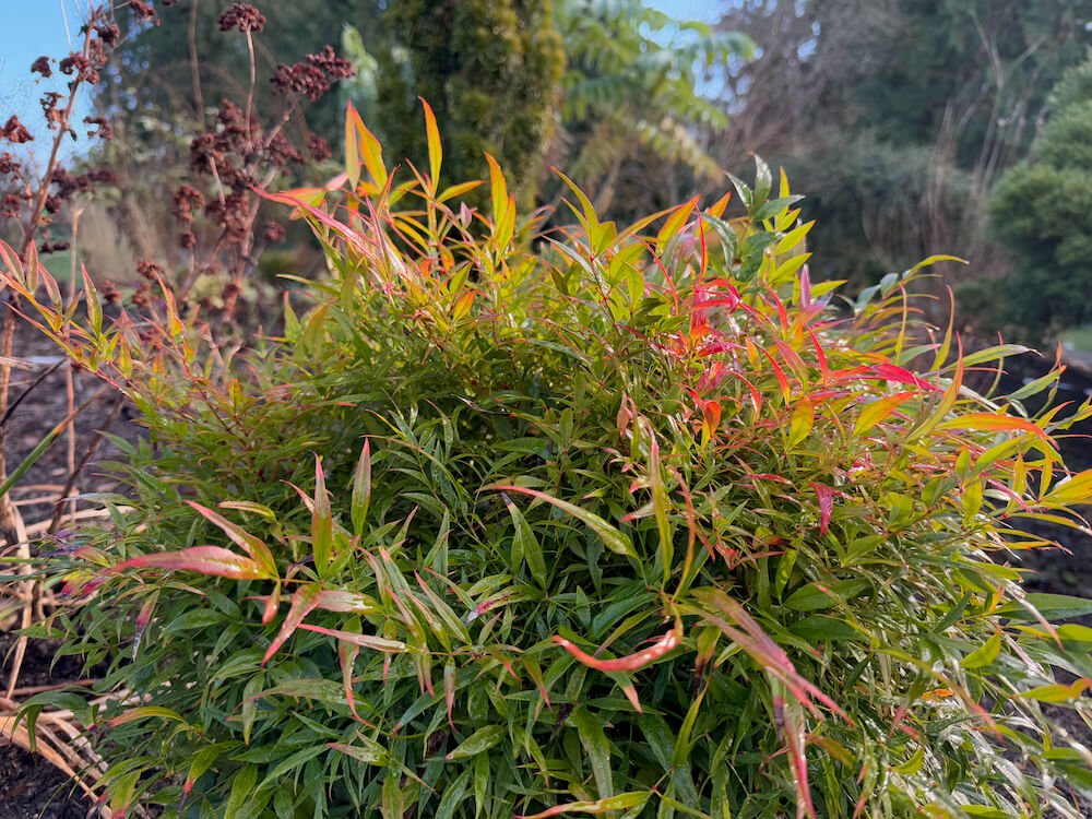 Nandina domestica 'Monfar'