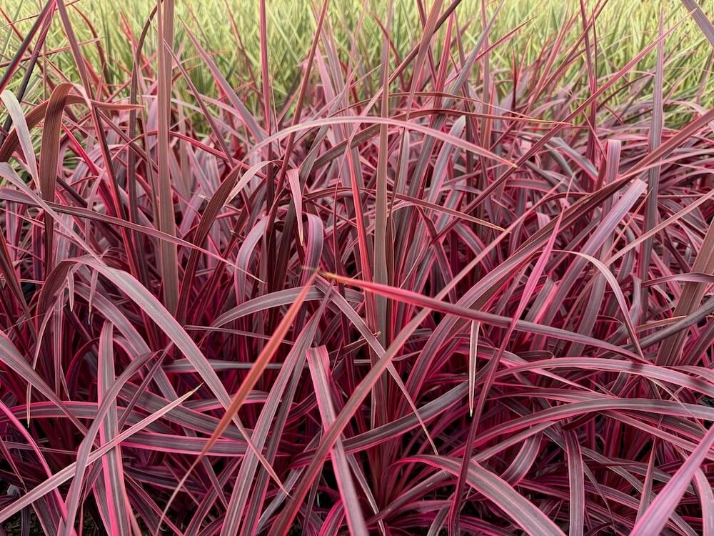 Cordyline australis 'Salsa'