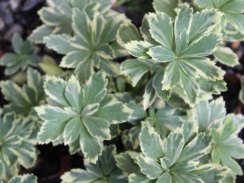 Pachysandra terminalis ‘Silver Edge’