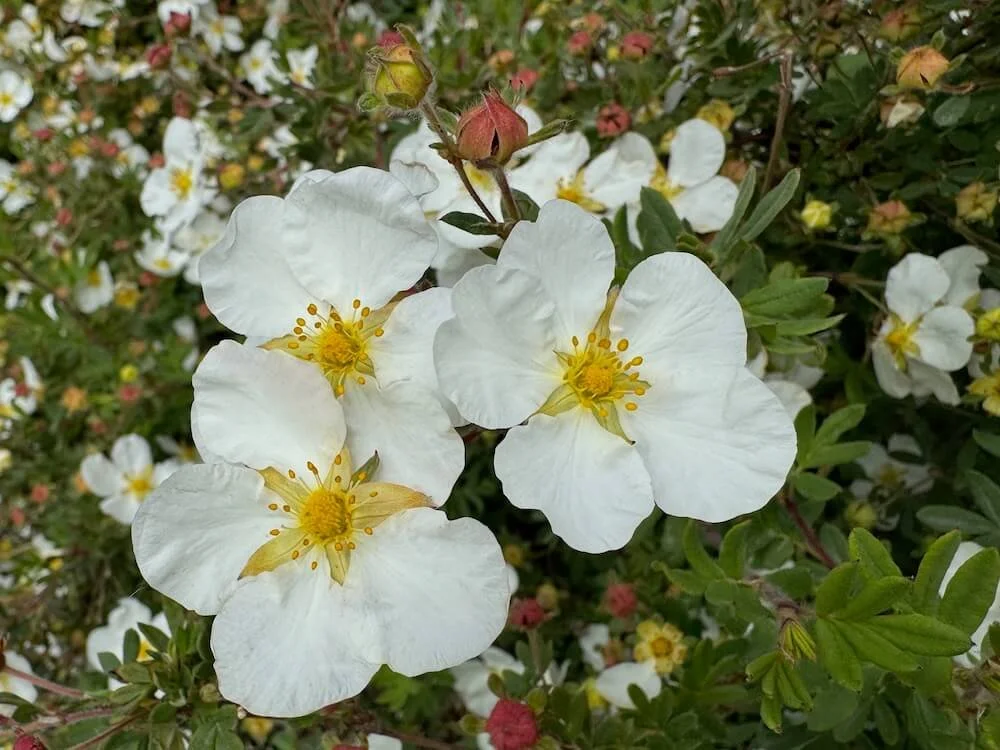 Potentilla fruticosa 'Abbotswood'