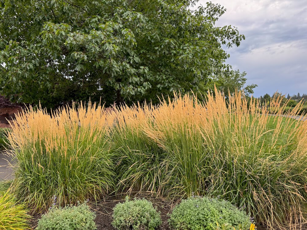 Calamagrostis x acutiflora 'Karl Foerster'