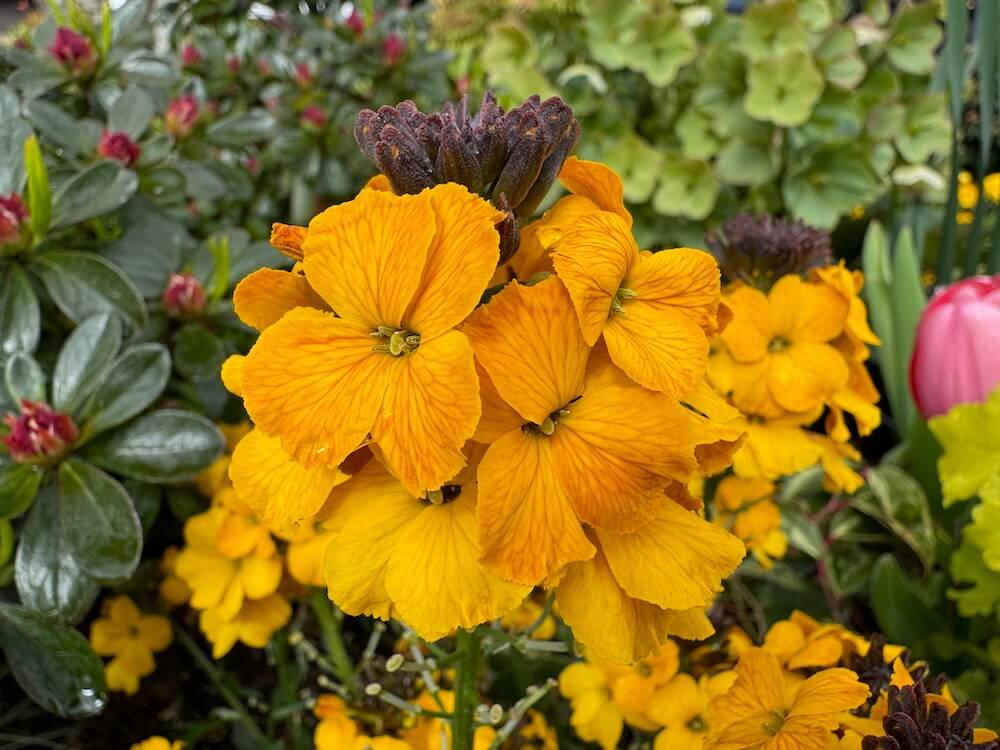 WALLFLOWER (Erysimum)