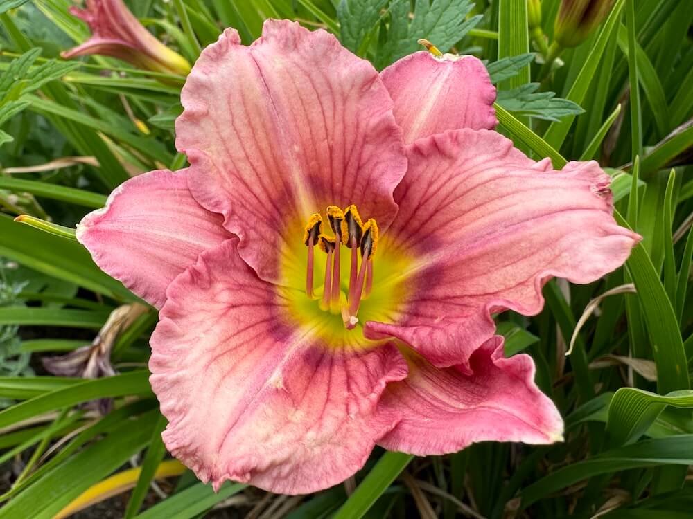 Hemerocallis 'Pink Tangerine'