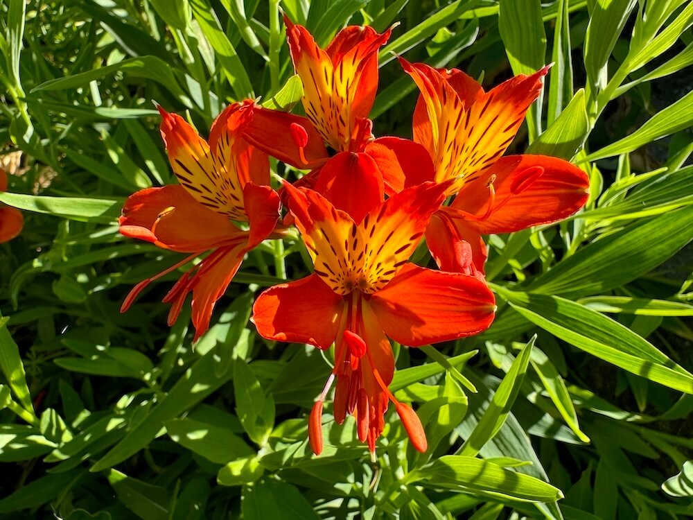 Alstroemerias