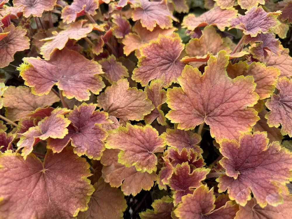 Heuchera 'Delta Dawn'