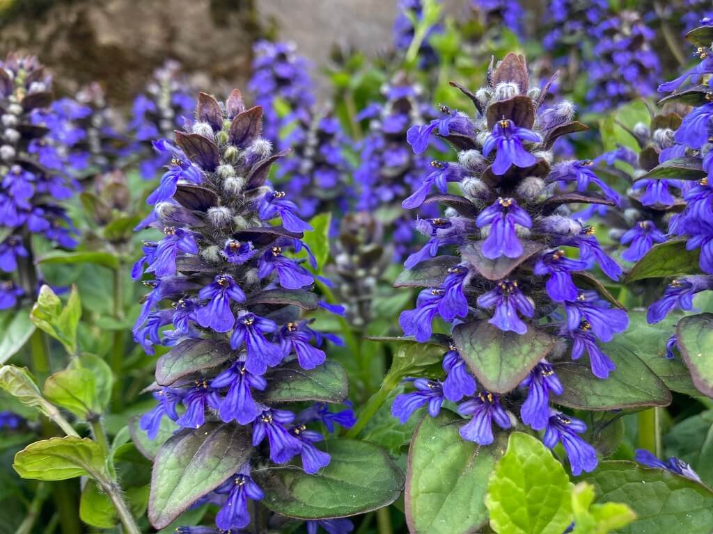 Ajuga reptans