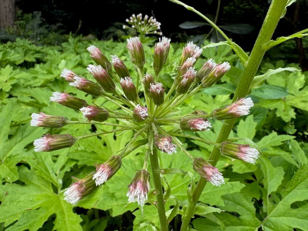 Petasites frigidus var. palmatus