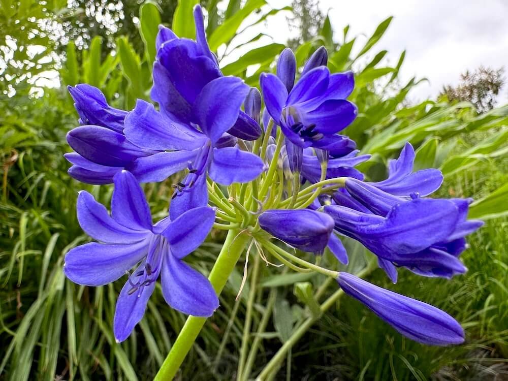 Agapanthus 'Windlebrooke'