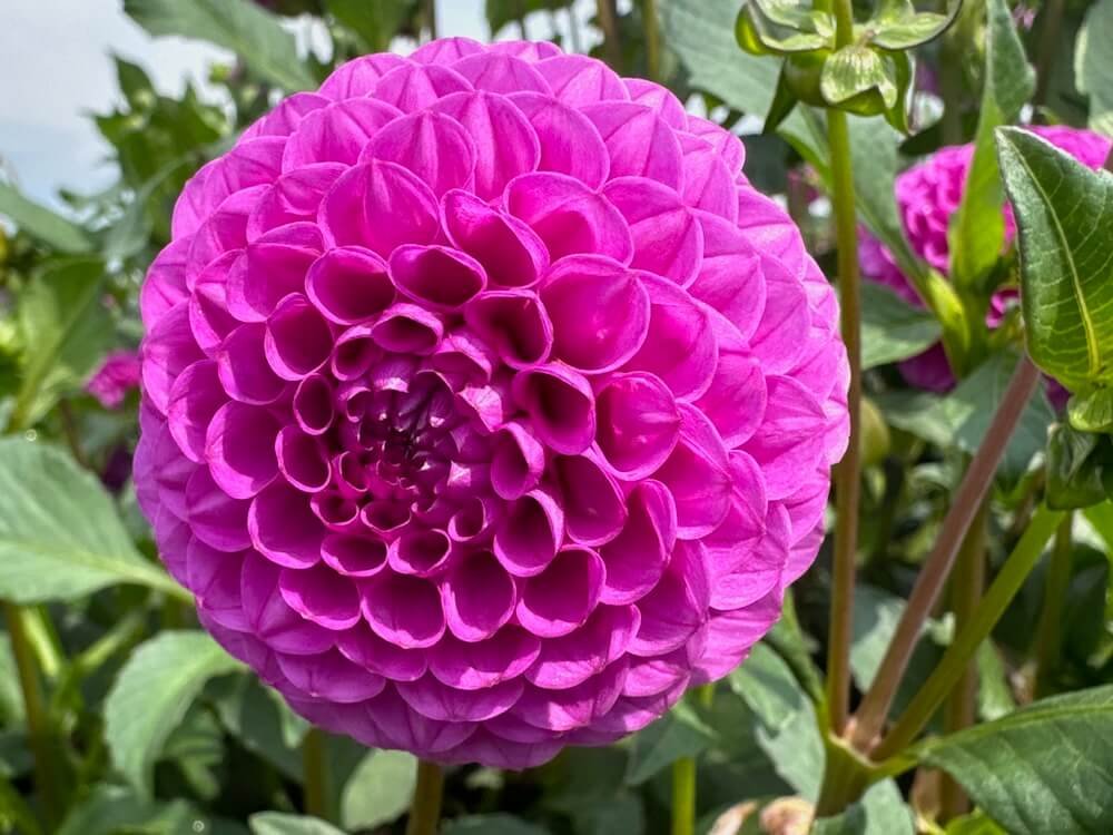 Dahlia 'Mary Munns'