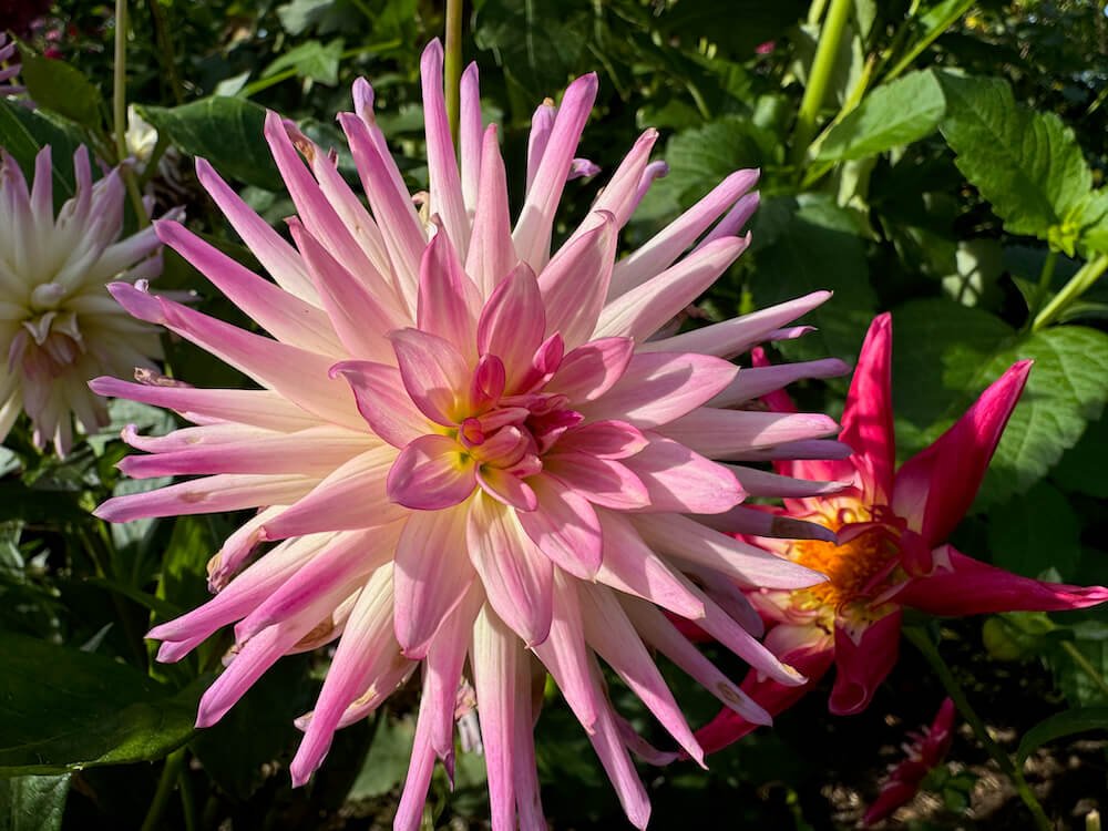 Dahlia 'Hapet Ideal'