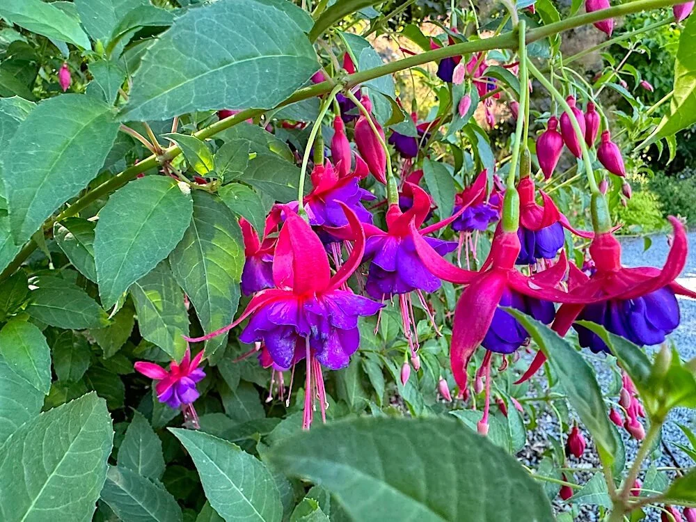 Fuchsia 'Army Nurse'