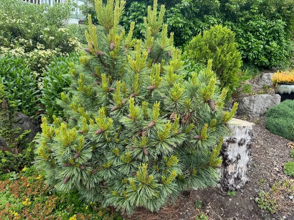 Pinus monticola 'Halloween Broom'