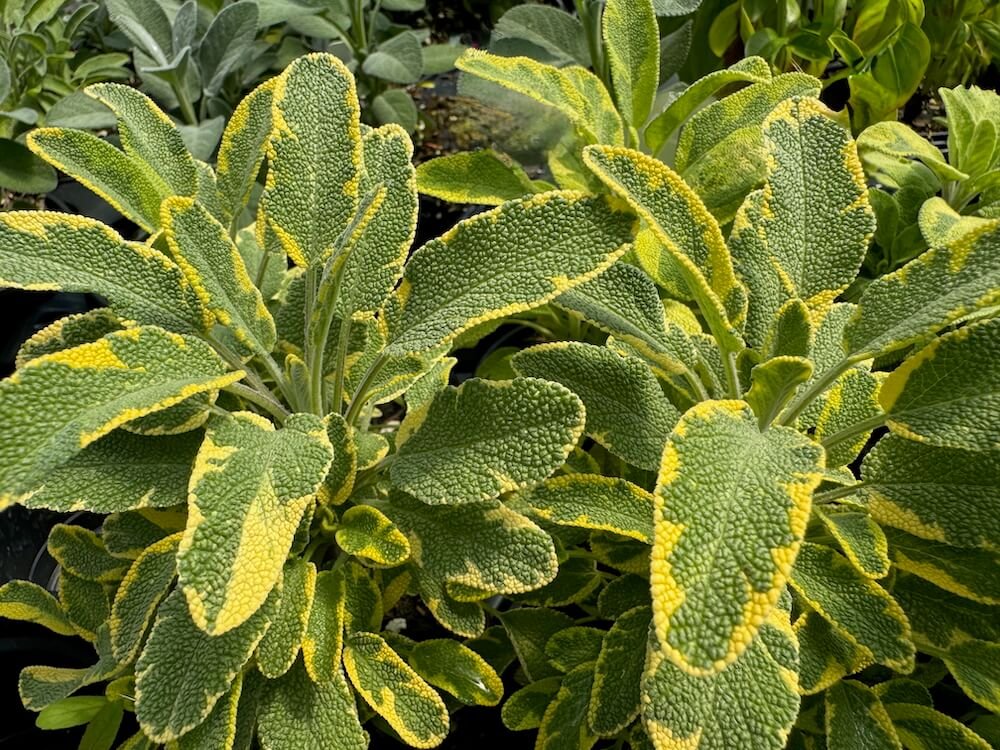 Salvia officinalis 'Icterina'