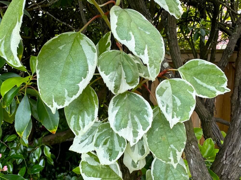 Schizophragma x 'Lacy Hearts'