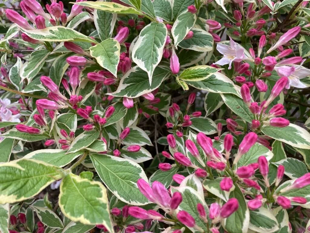 MAGICAL FANTASY WEIGELA (Weigela)