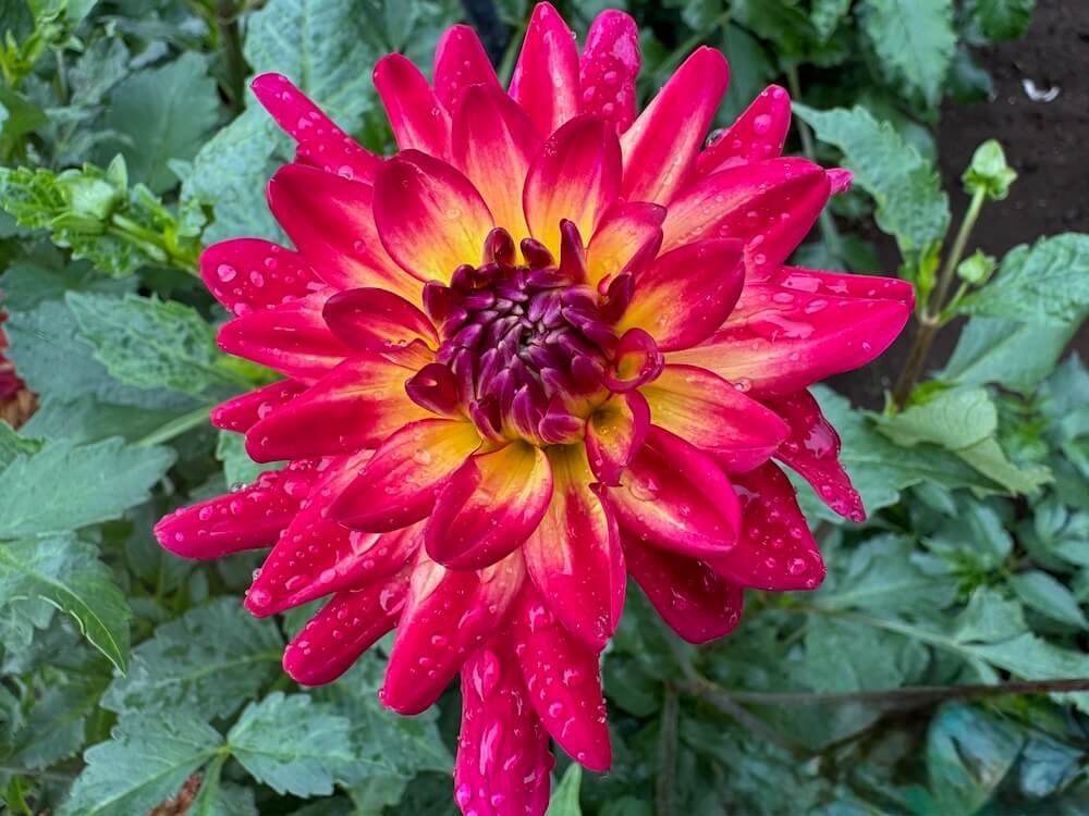 Dahlia 'Macalister's Pride'