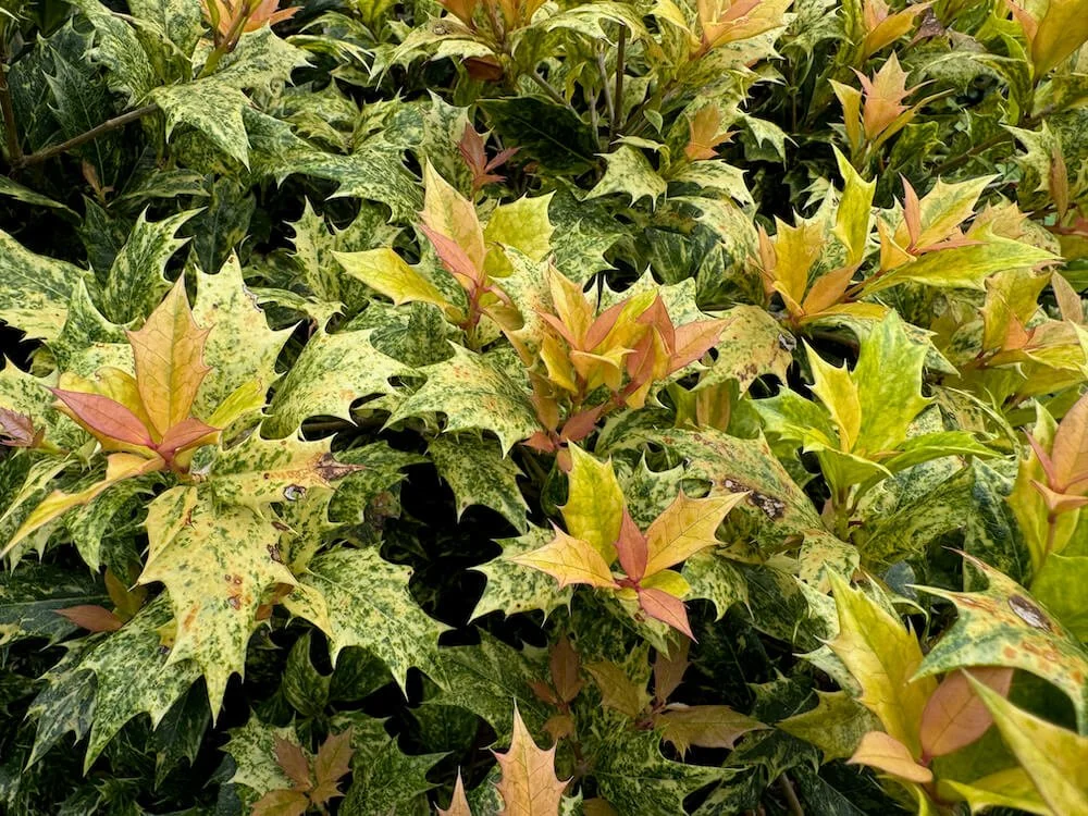 VARIEGATED FALSE HOLLY (Osmanthus)
