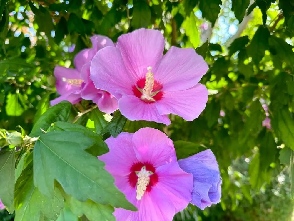 HIBISCUS