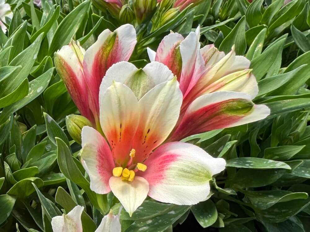 Alstroemeria 'Inca Lucky'