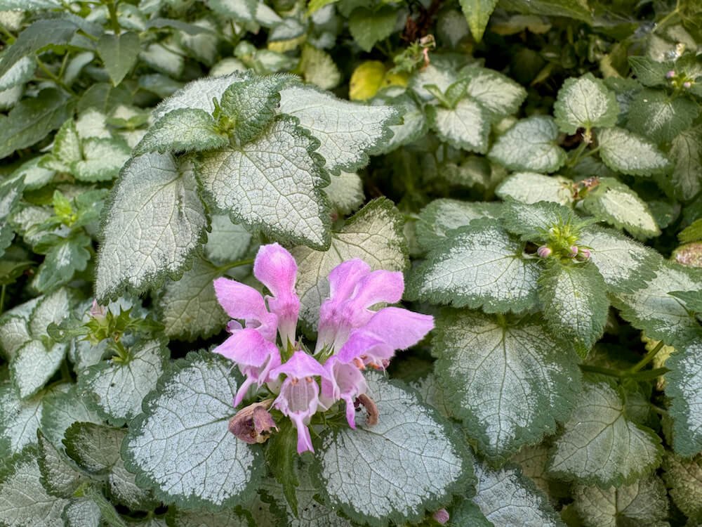 Lamium maculatum ‘Beacon Silver’
