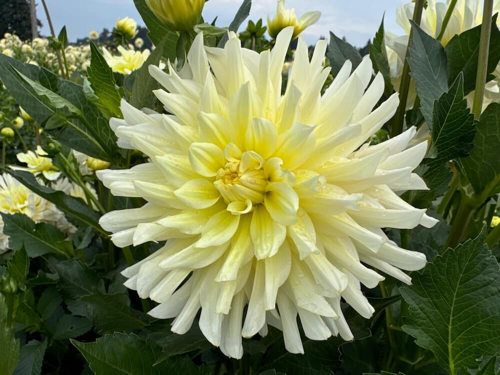Dahlia 'In Memory Of'