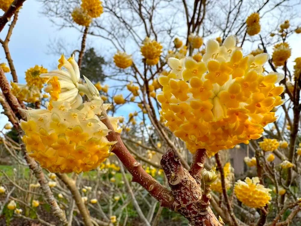 PAPER BUSH (Edgeworthia)