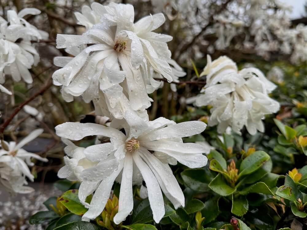 Magnolia stellata 'Double Star'