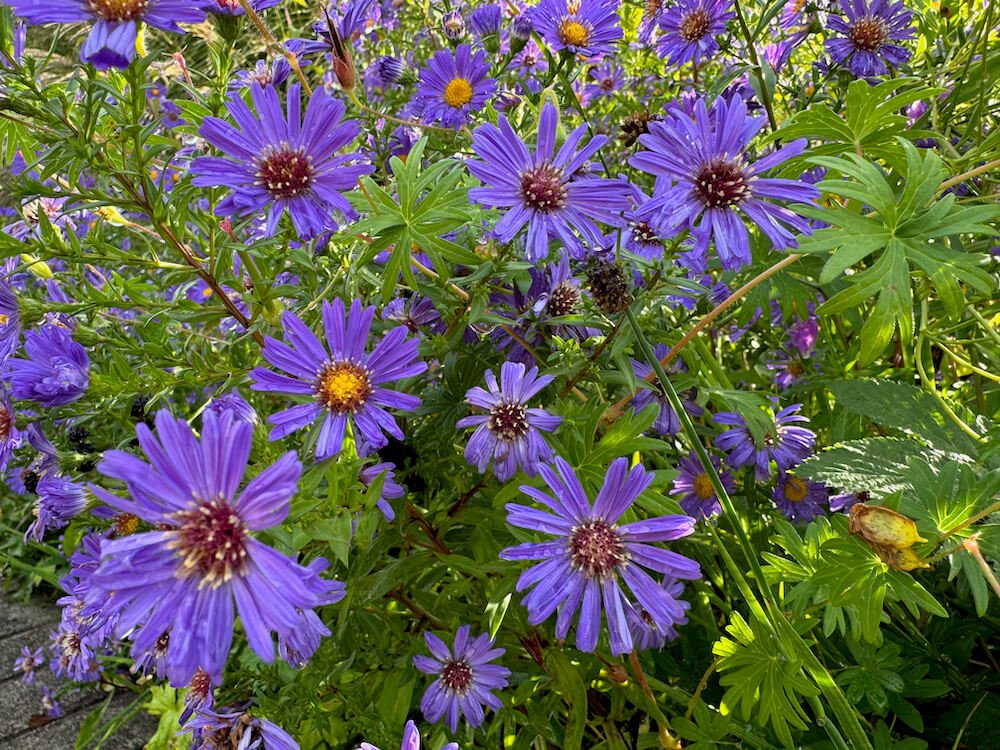 Symphyotrichum novae-angliae