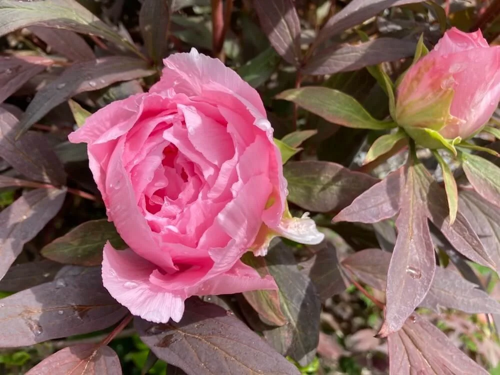Paeonia x suffruticosa ‘Yachiyo-tsubaki’