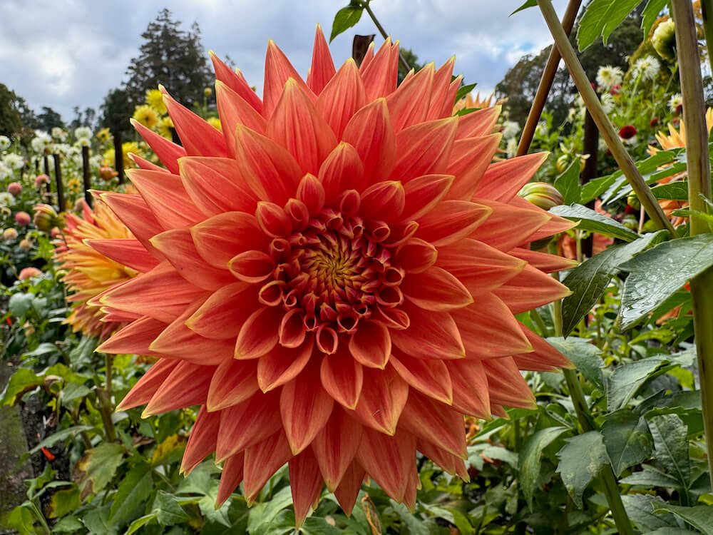 Dahlia 'AC Alysia'