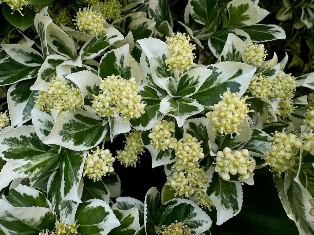 WINTERCREEPER (Euonymus fortuneii)