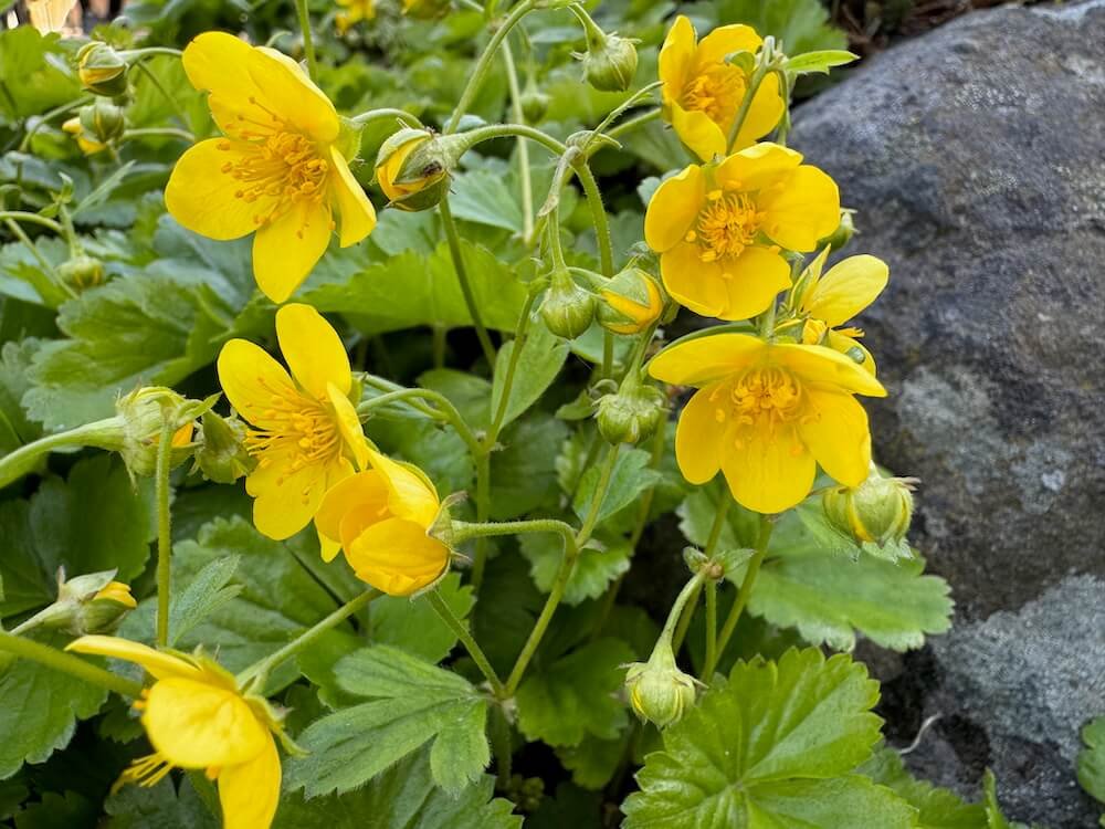 BARREN STRAWBERRY (Waldsteinia)
