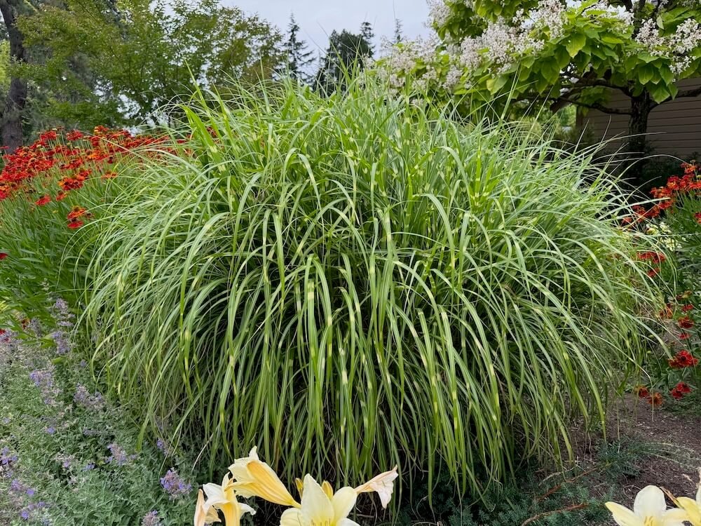 Miscanthus sinensis 'Little Zebra'