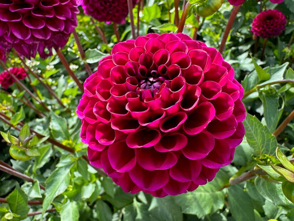 Dahlia 'Jason Matthew'