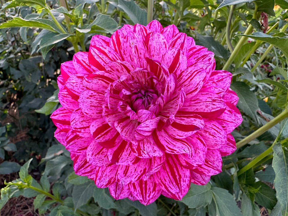 Dahlia 'Sandia Cancan'