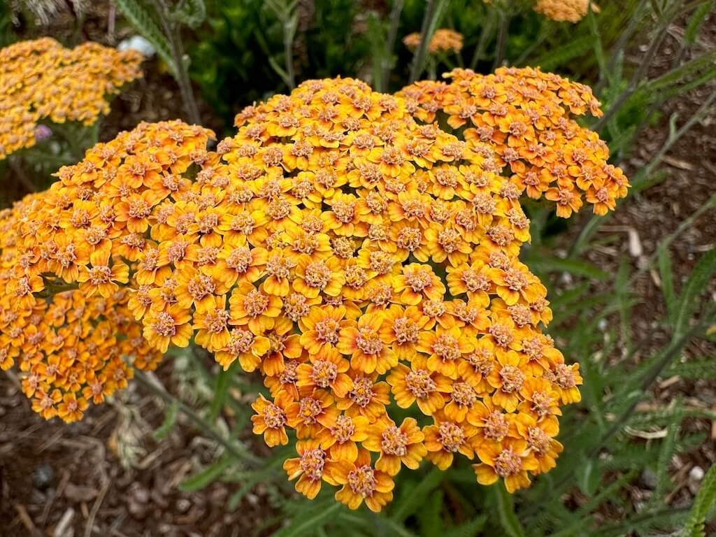 Achillea millefolium 'Terracotta'