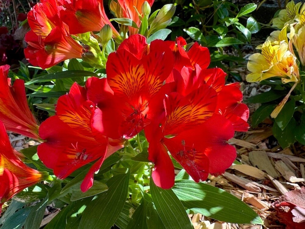 Alstroemeria 'Red Elf'