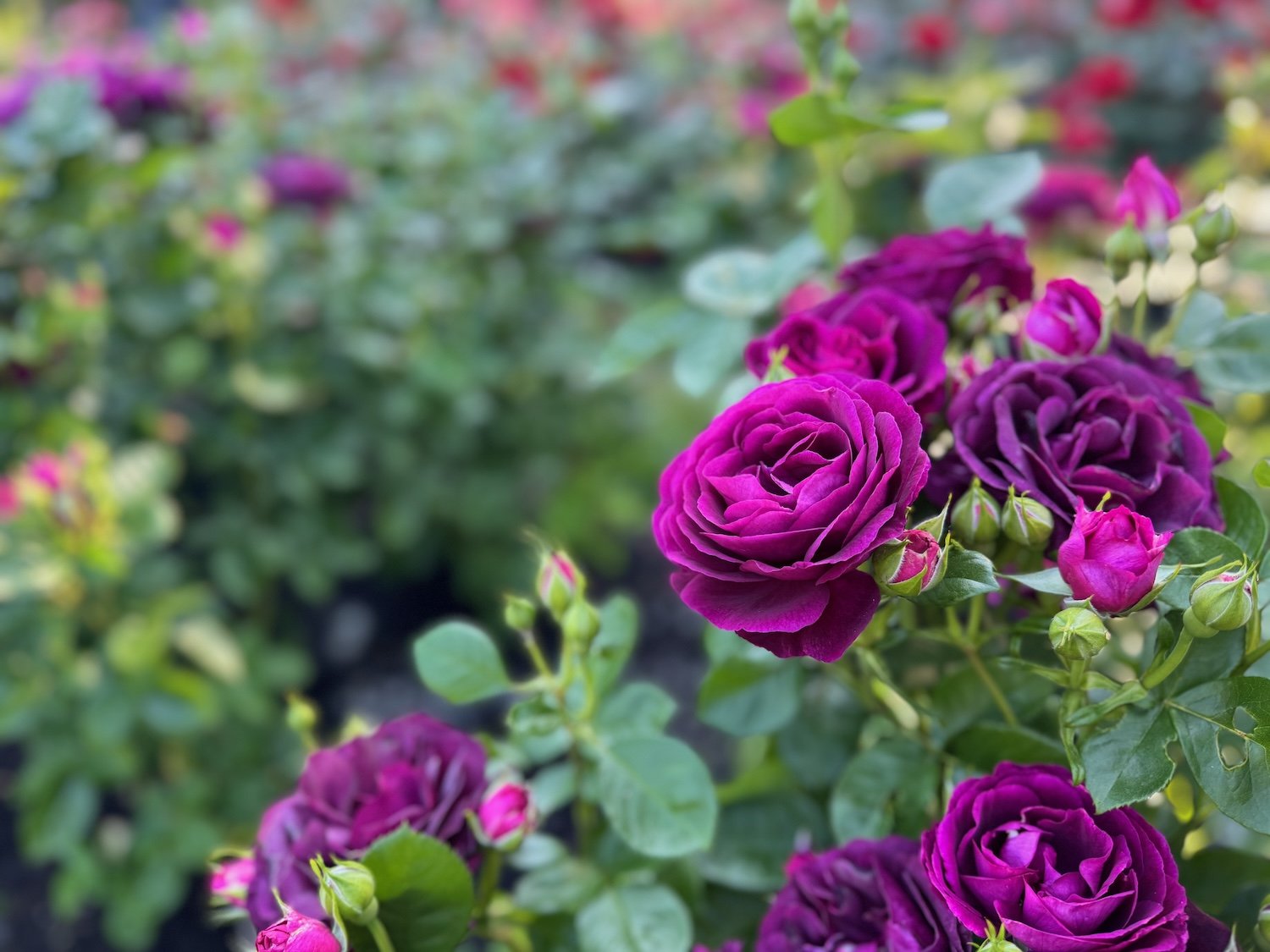 All About Roses