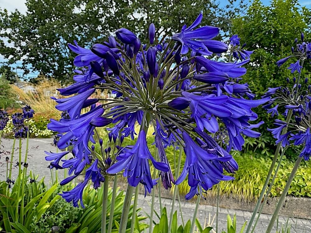 Agapanthus 'Storm Cloud'