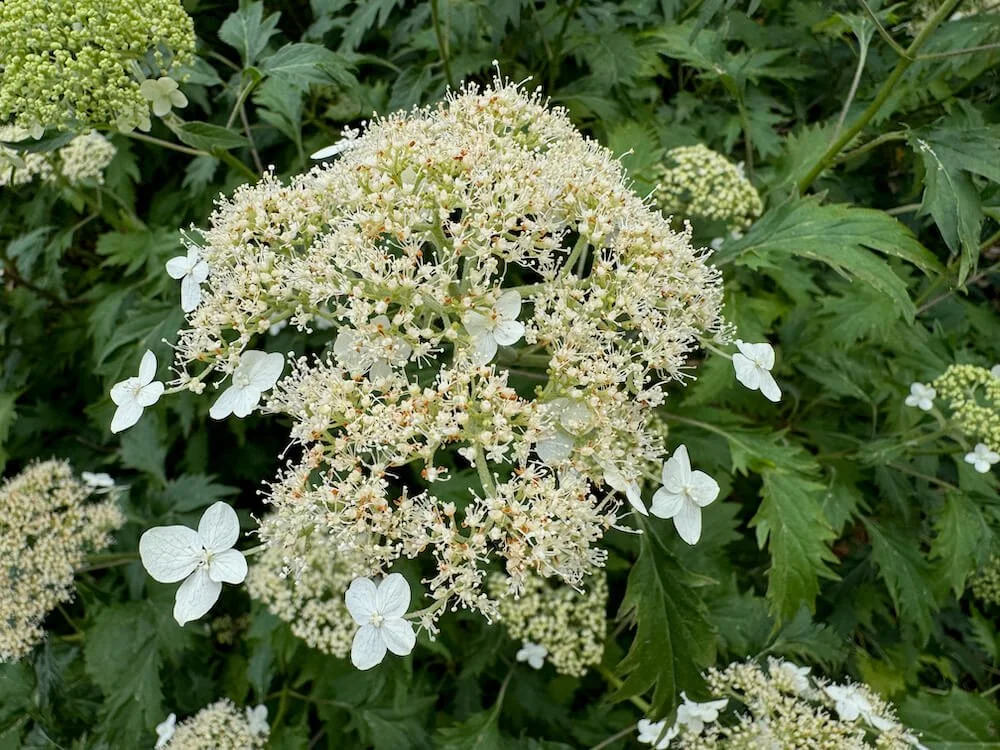 Hydrangea arborescens ‘Green Dragon’