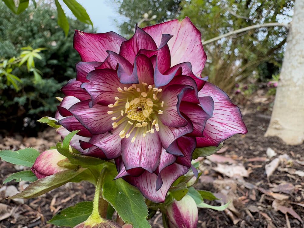 Helleborus x hybridus 'Garnet Frills'