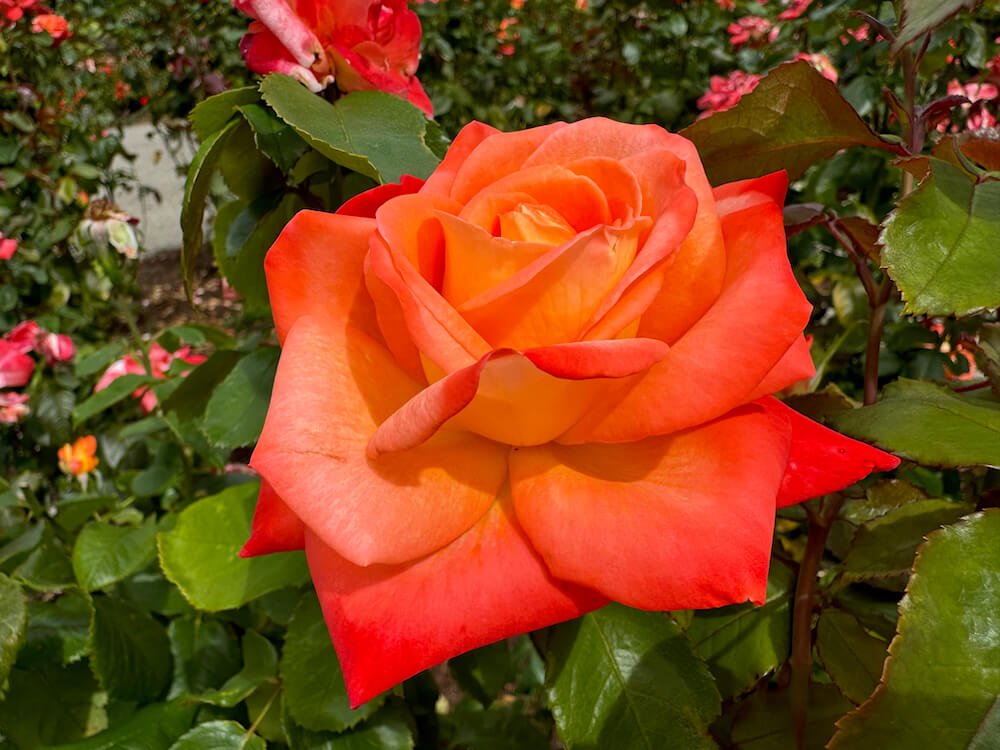 Rosa 'Octoberfest'