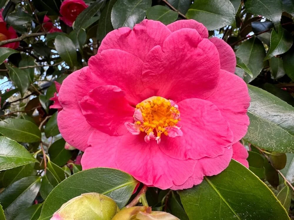 Camellia japonica 'Drama Girl'