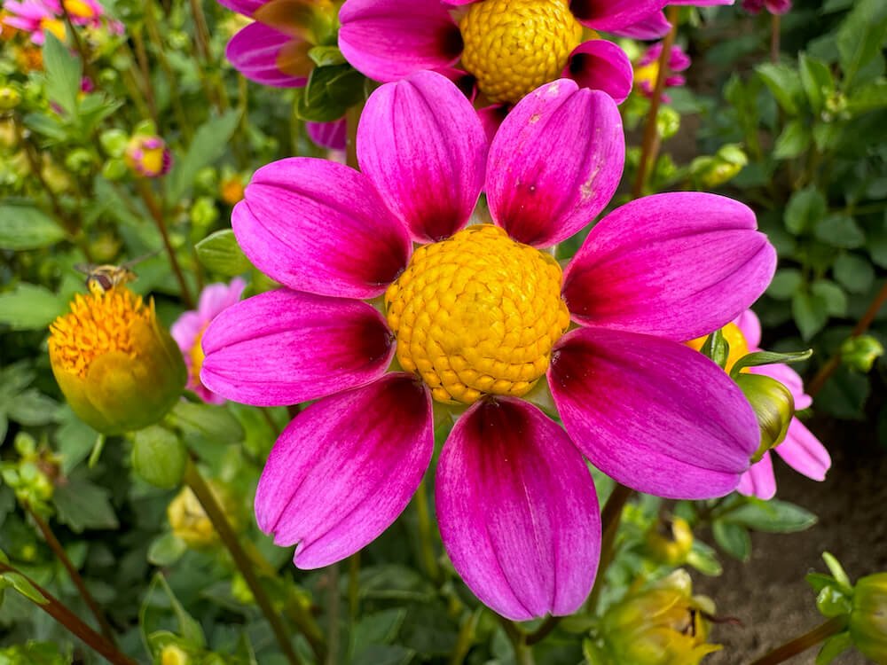 Dahlia 'Kelsey Dwarf'